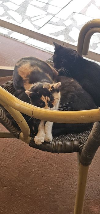 Машина за кремсладолед