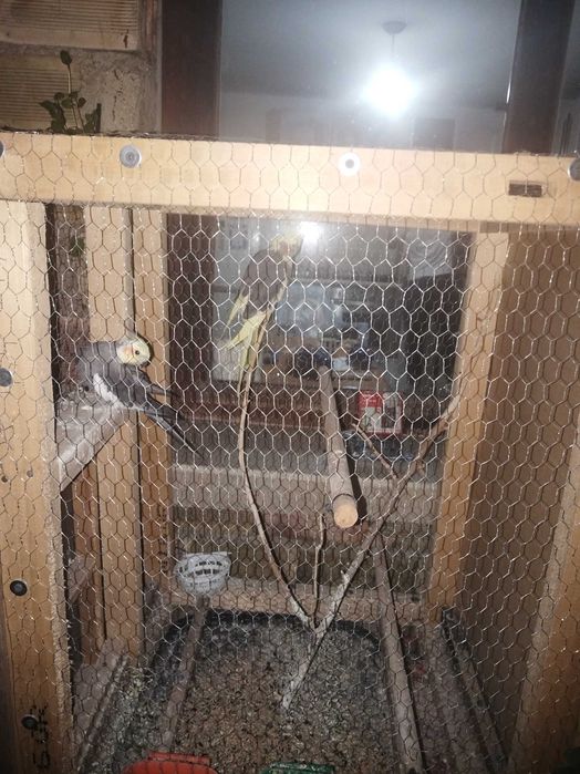 Папагали Корела с клетка