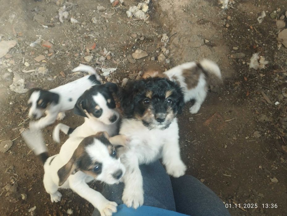 Donez cățeluși foarte jucăuși și frumoși