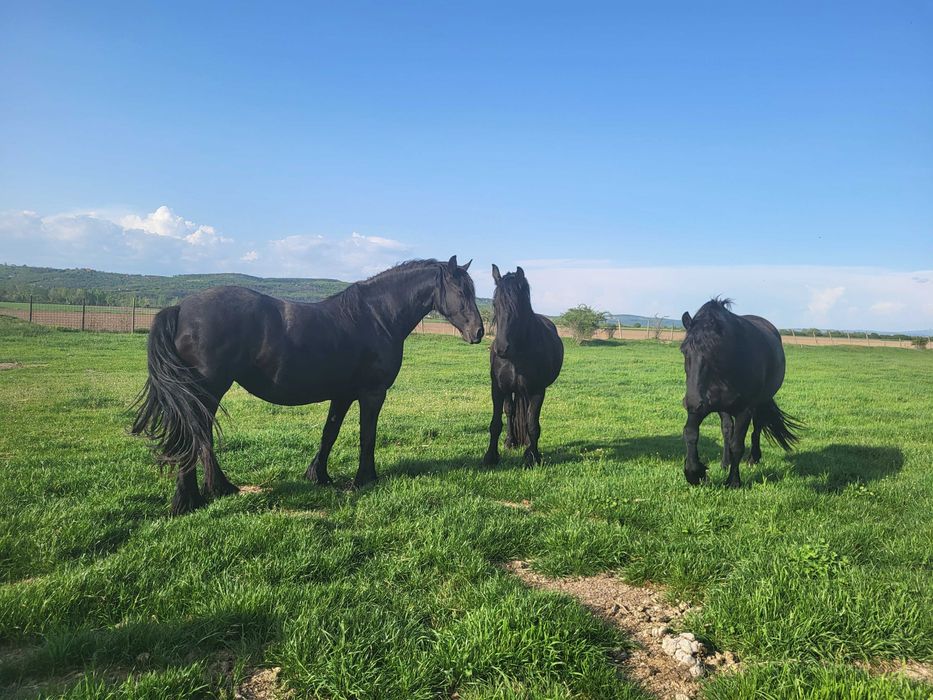 Vand iepe friz cu manzi