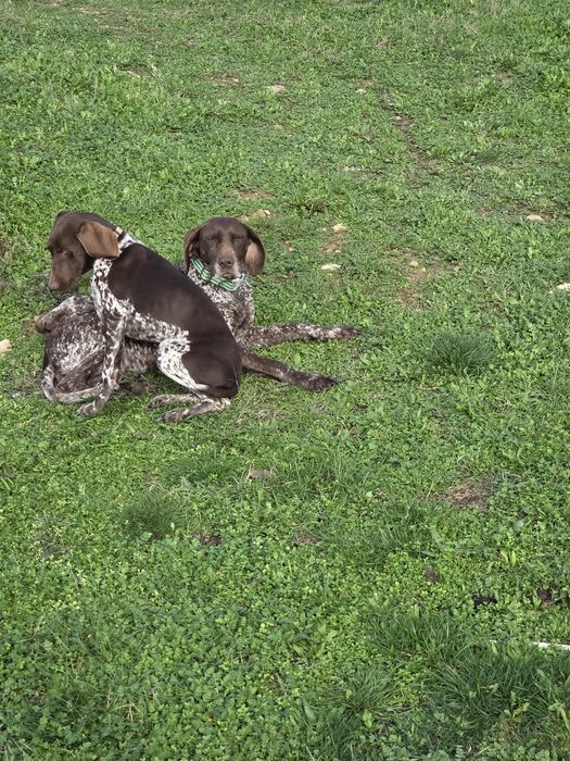 Курцхаар женски 6 месеца