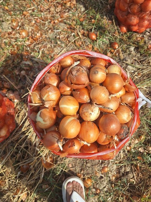Kechki piyoz qishga sqlasa boladi