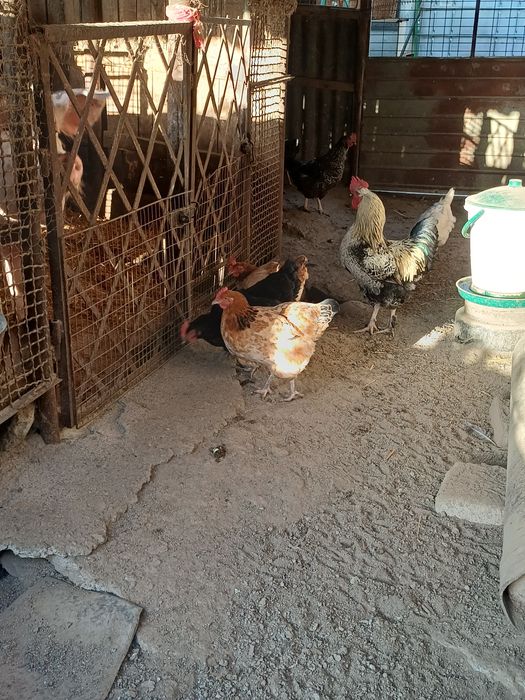 Găini și cocoșei