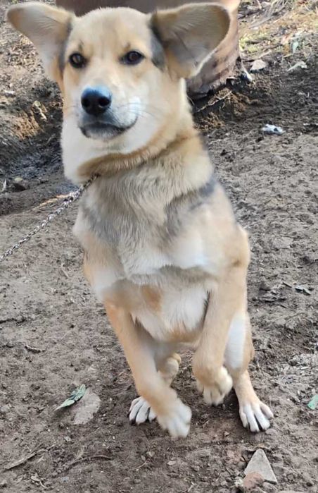 Ofer catel baiat spre adoptie