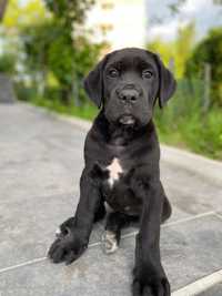 Vand  Cane Corso