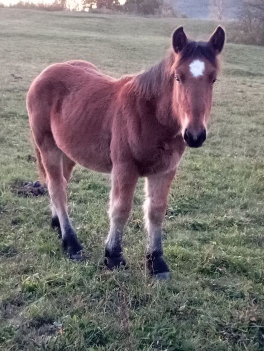 Mânz de vânzare ardenez armăsar