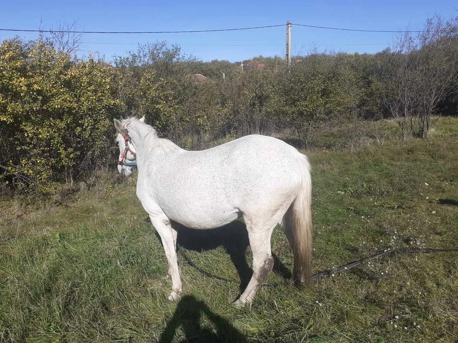 Vand iapa blanda pt ajutor în gospodarie