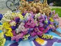 Limonium de vânzare