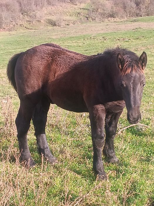 Manji de vânzare de 5 luni