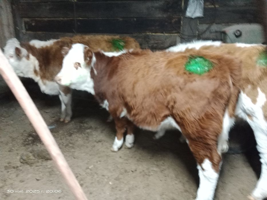 Соғым ұрғашы подсос