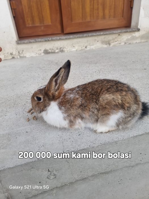 Hammasi parodali