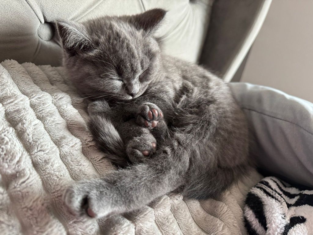 British shorthair