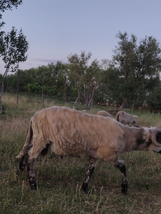 Berbecuții Romanestii