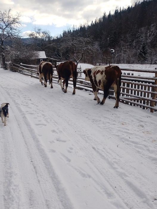 Junică gestanta in 5luni