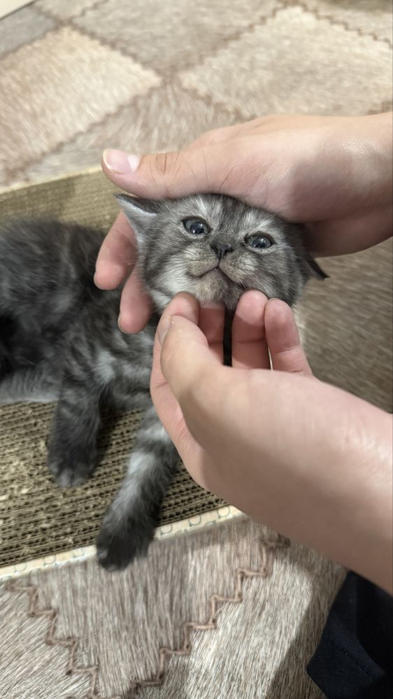 Продаем игривых котят