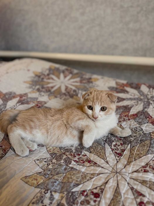 Продам котят,троих