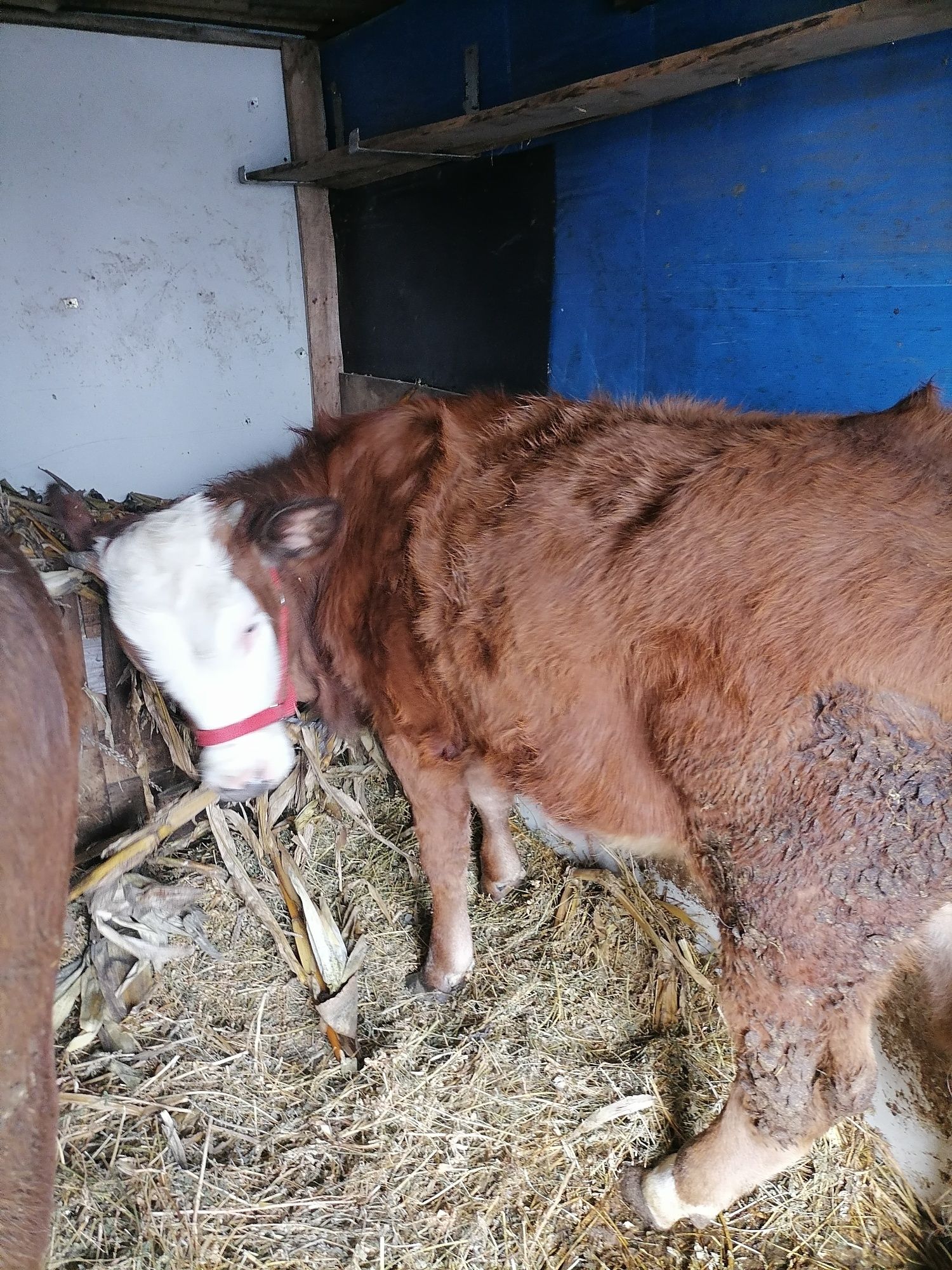 Vaca si vitica baltata românească