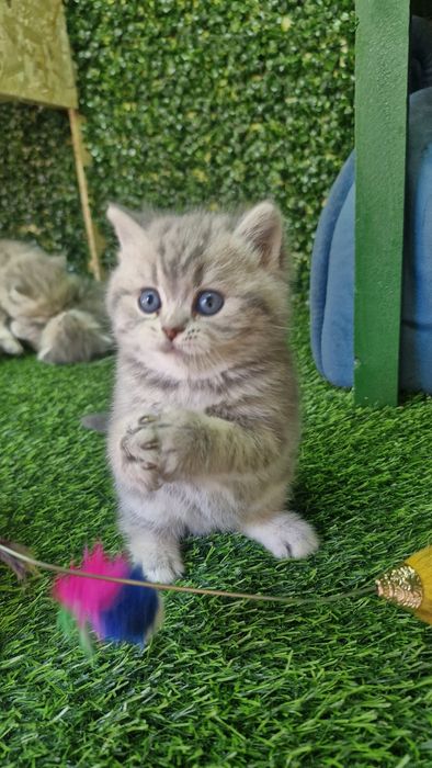 Britan toshken shahat