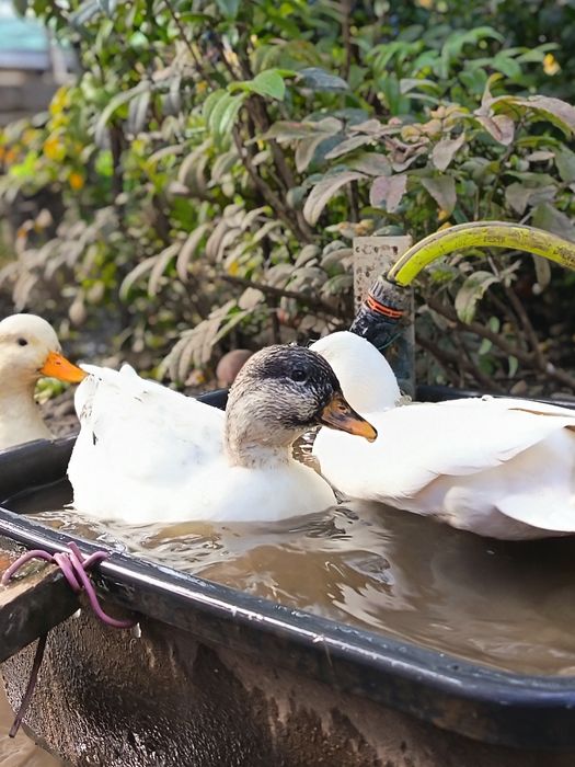 Rațe pitice olandeze