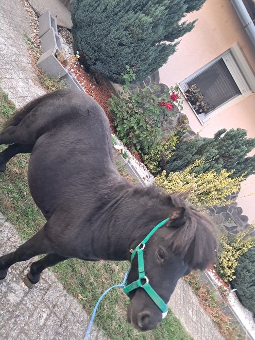 Ponei de vanzare