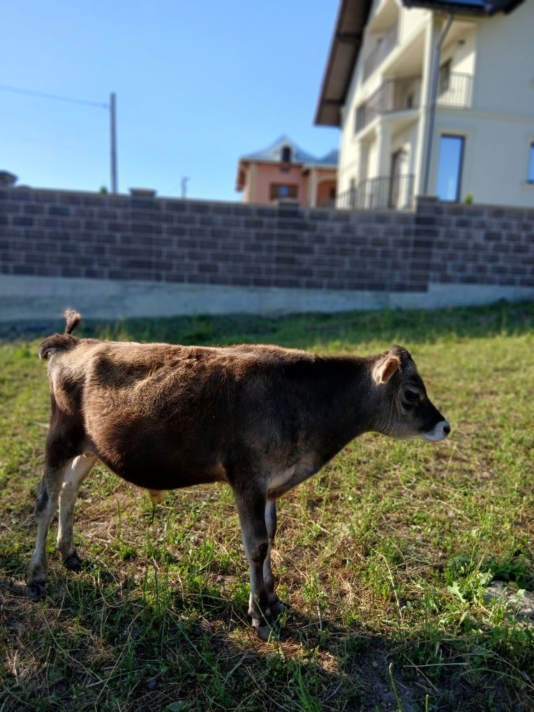 Viței de vanzare