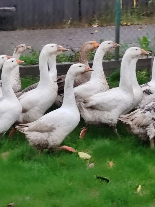 Vând Gâște - metis Chinezesc