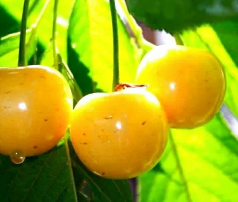 Cires Amar Imperial Galben