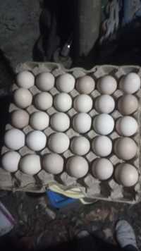 Продам яйца на инкубацию   куры светлая Брамм и Джесерский гигант