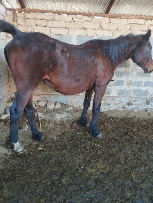 Бие сатам 1 бас.