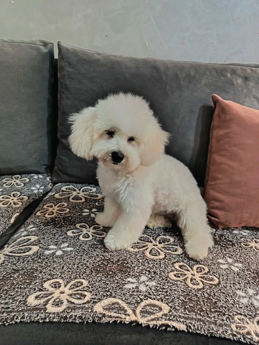 Мини пудел той 4 месеца женско