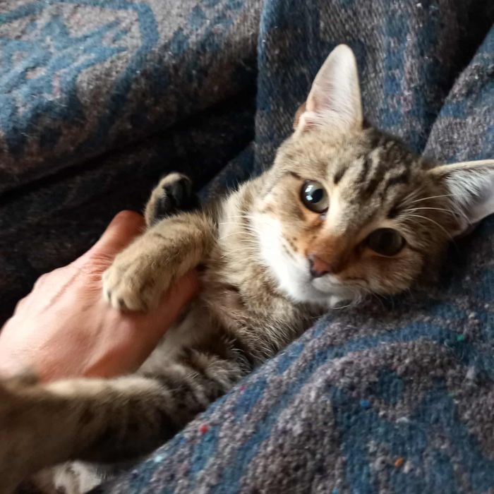 Мъжко котенце,кастрирано и обезпаразитено