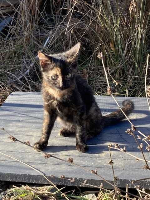 Donez pisica - pentru adoptie