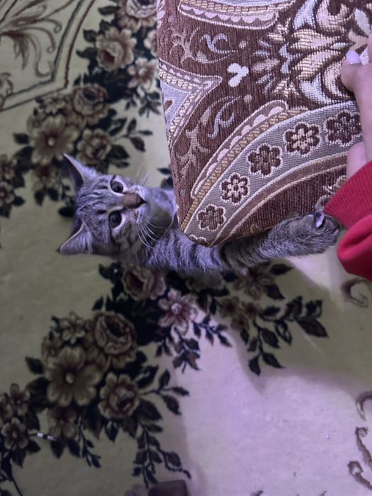 Кошка, девочка, в добрые руки