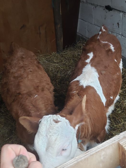 De vanzare 2 vițele mai multe detali la telefon