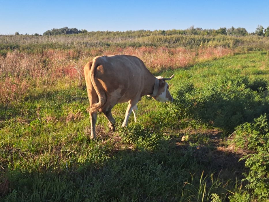 Продам КРС 570 000 тенге
