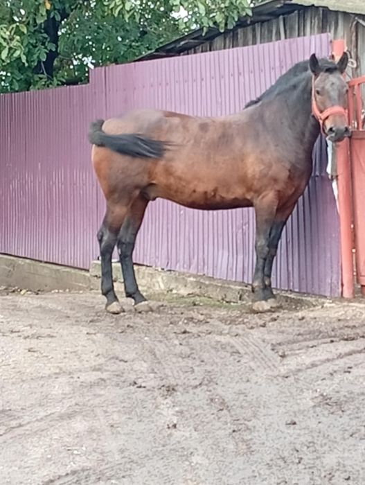 Vând Cal căstrat