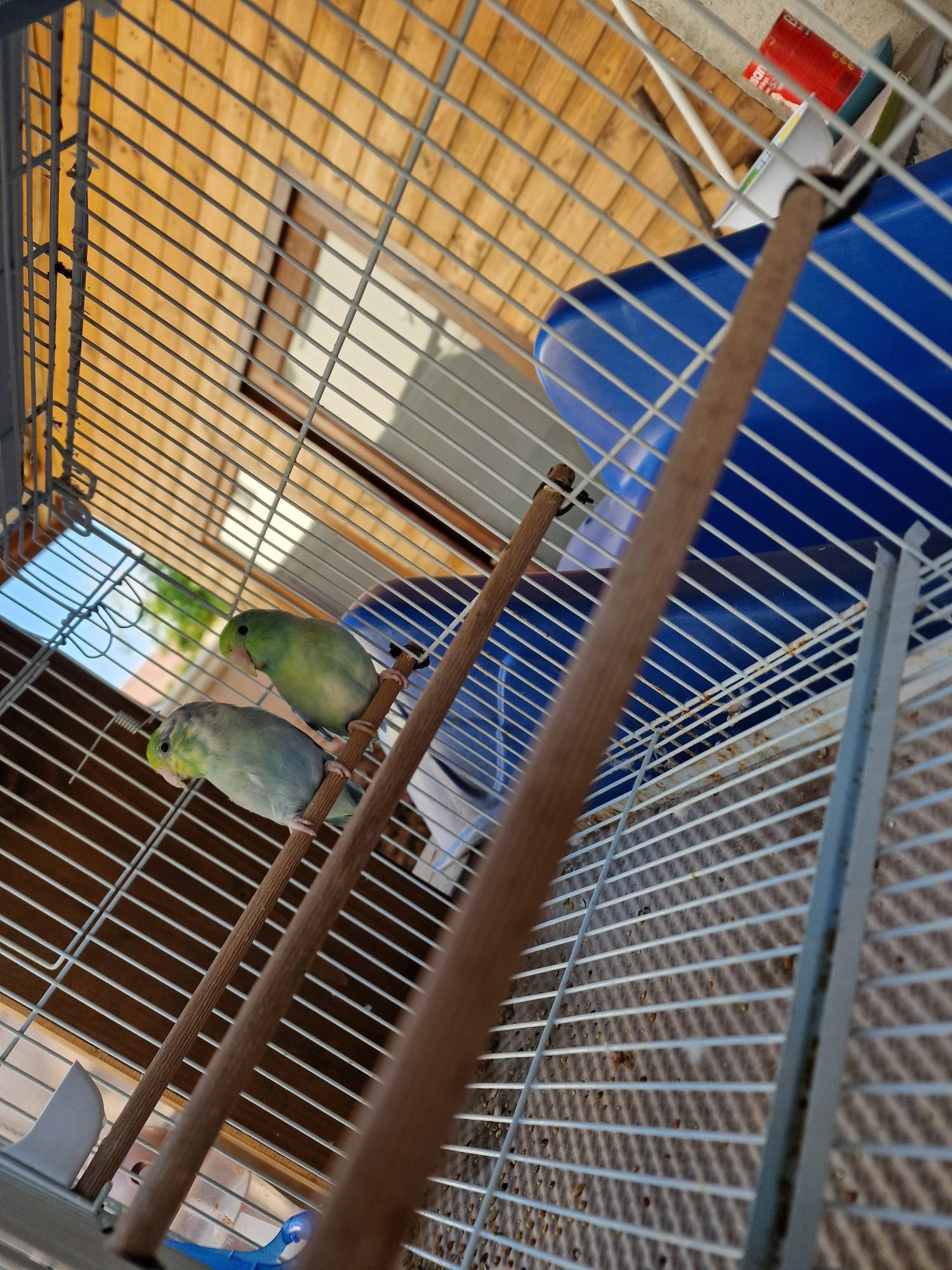 Forpus Coelestis - Perechi reproducătoare  / Schimb cu canari