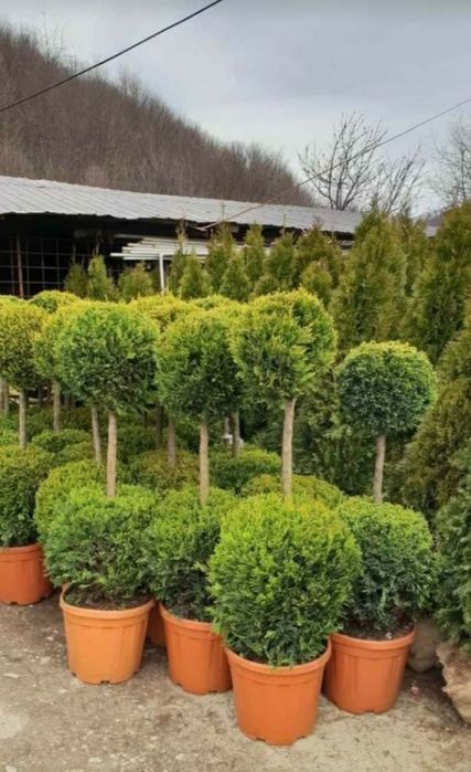 Tuia scoși din pepeniere proprie/ thuja occidentallis columnaris.gazon