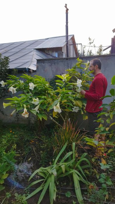 Brugmansia -Trompeta îngerilor - planta  decorativa