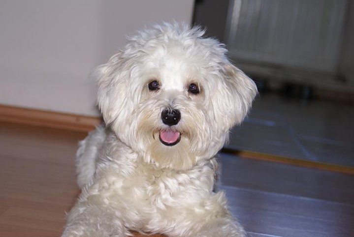 Donez bichon maltez!