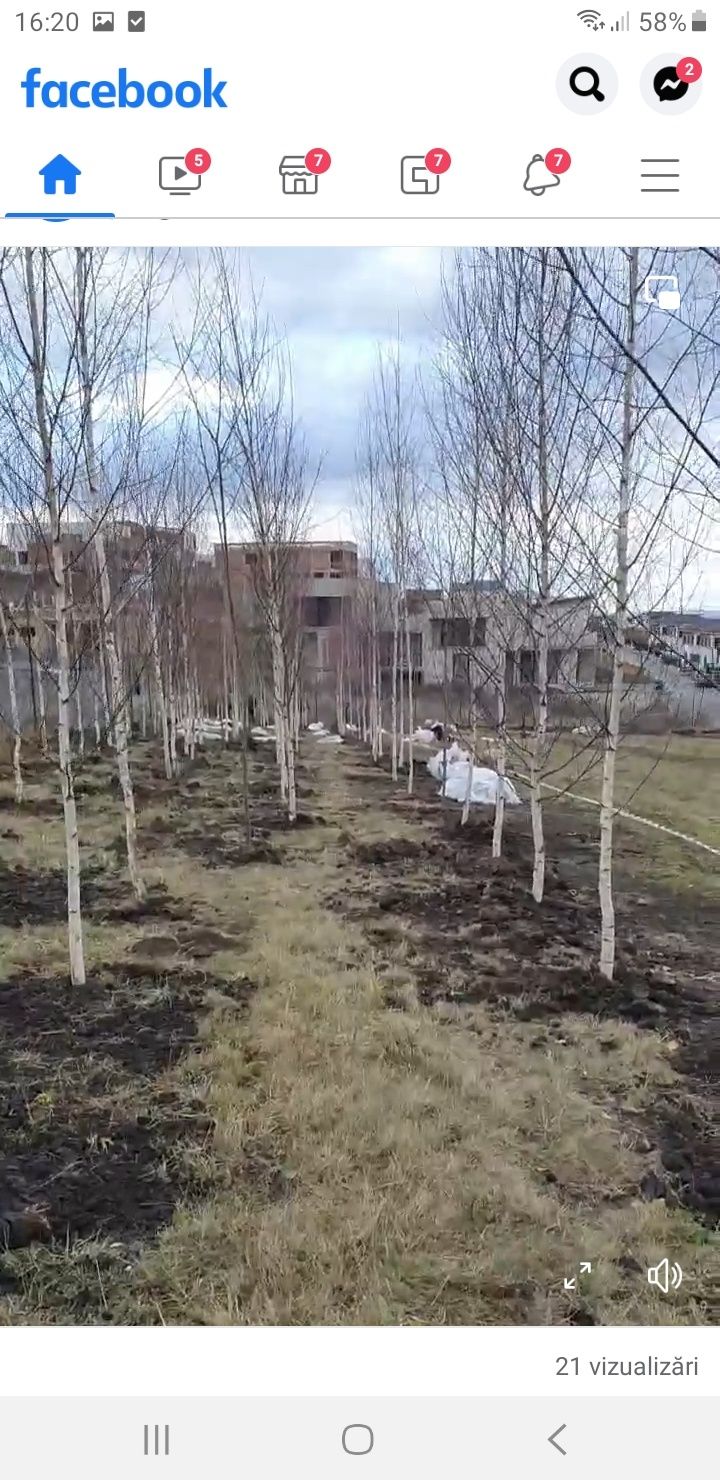 Vând copaci ornamentali mesteacăn platani