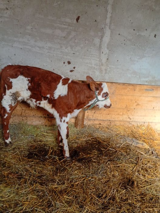 Vând vițel bălțat romanesc