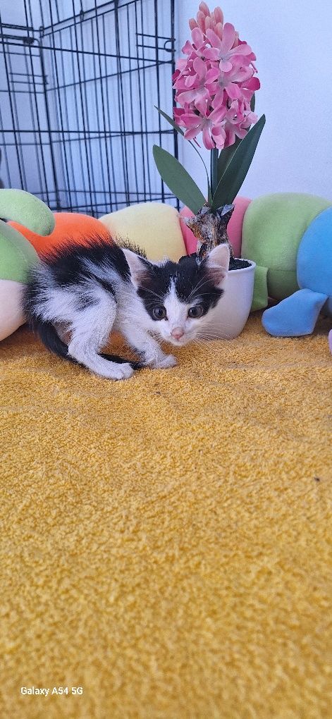 В добрые руки кошка