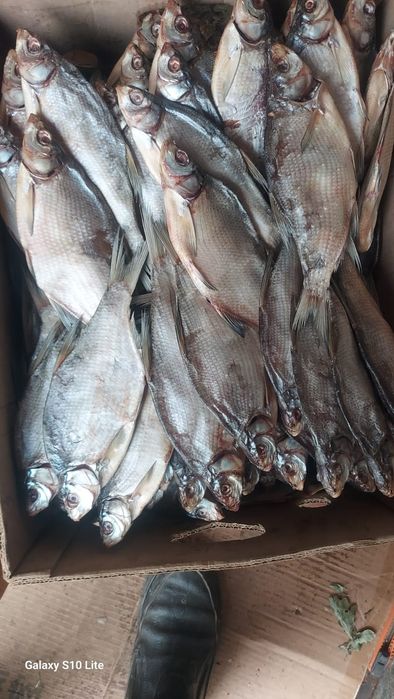 Продам рыбу свежую и  вяленую лещь