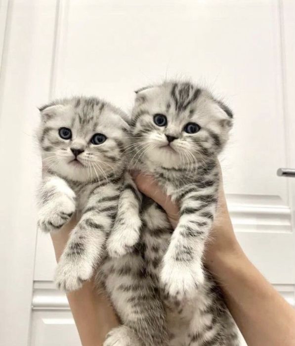 Шотландские вислоушки