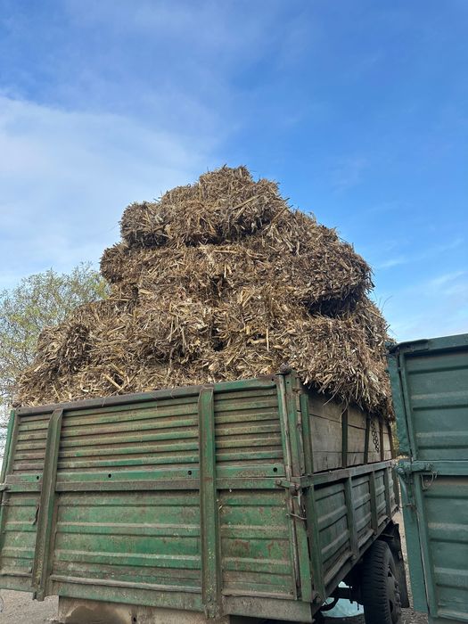 Vând baloți de ciocani 10 lei bucata