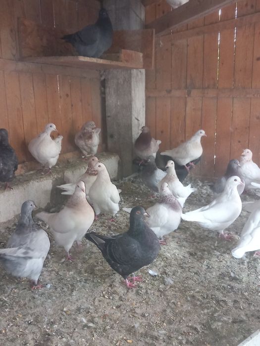 Porumbei de carne Mondaini Texani Huble
