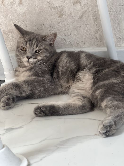 Scotish koshka dlya doma