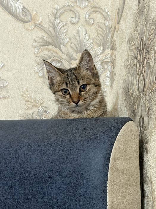 Pishiq beriledi taza pishiq