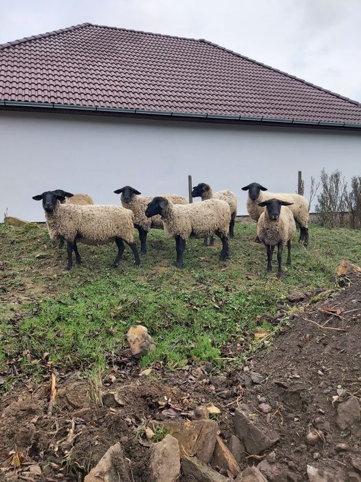 Oi suffolk șapte buc